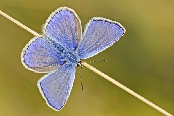 Bleu Commun Polyommatus Icarus Papillon — Photo