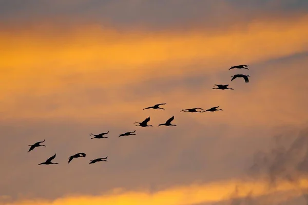 flying Cranes birds in sky, Grus grus birds in sunset sky