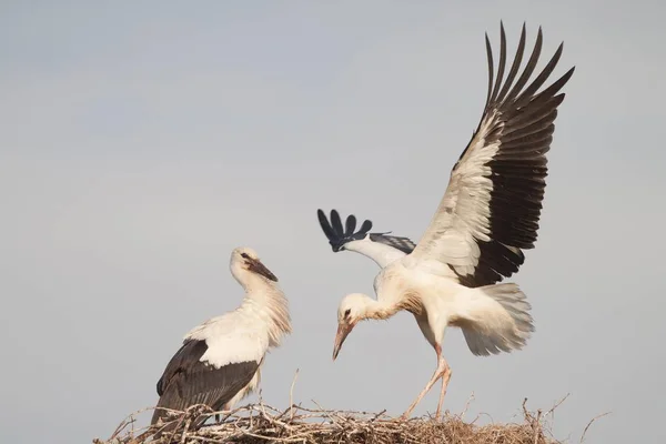 Two White Storks Nest Ciconia Ciconia — Stock Photo, Image