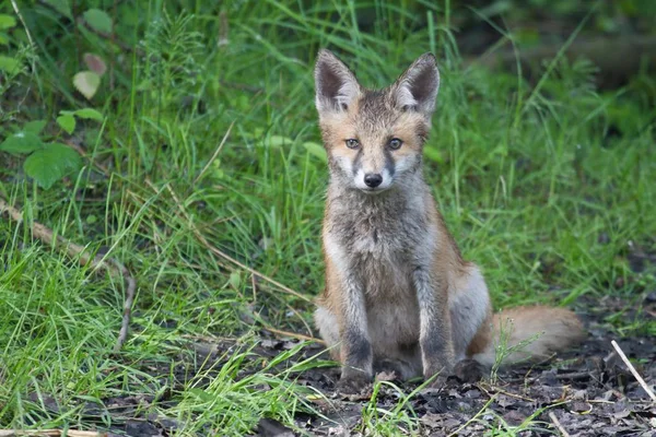 Κόκκινη Αλεπού Vulpes Vulpes Κουτάβι Κάθεται Στο Έδαφος — Φωτογραφία Αρχείου