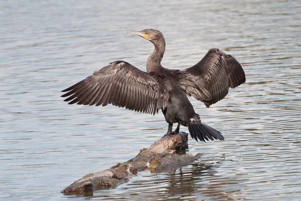 Grande Cormorão Grande Cormorão Negro Phalacrocorax Carbo Com Asas Estendidas — Fotografia de Stock