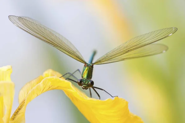 Női Sávos Szitakötő Calopteryx Splendens Virág Írisz — Stock Fotó