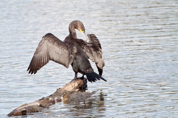 Grande Pássaro Cormorão Grande Cormorão Negro Phalacrocorax Carbo Com Asas — Fotografia de Stock