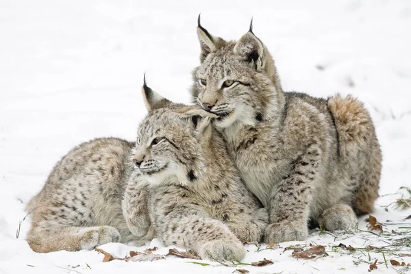 Dva Mladí Rysů Lynx Lynx Zasazené Společně Sněhu Zajetí — Stock fotografie