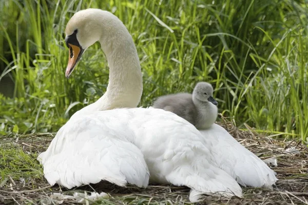 Cisne Mudo Cygnus Olor Ninho Com Cygnet — Fotografia de Stock