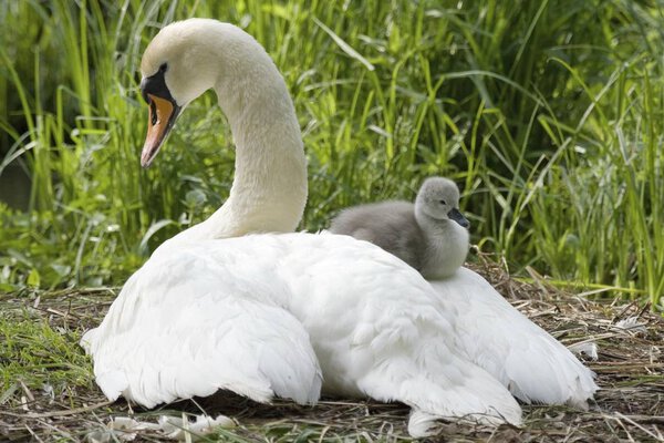 Mute Swan, Cygnus olor in nest with cygnet 