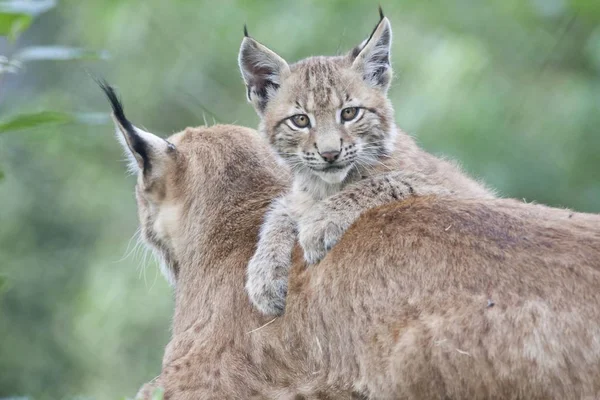 Jeunes Lynx Lynx Lynx Couché Sur Dos Mère Captif Allemagne — Photo