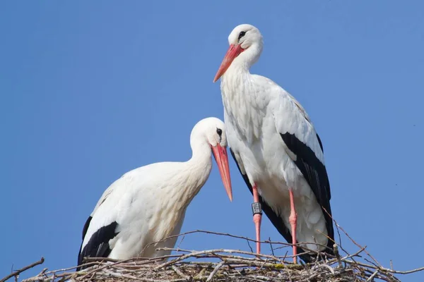 Dwa Białe Bociany Gniazdo Ciconia Ciconia — Zdjęcie stockowe