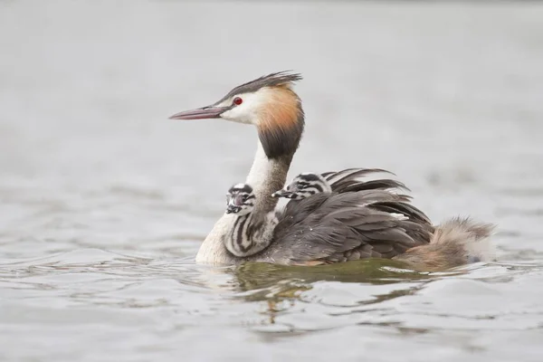 Great Crested Grebe Podiceps Cristatus Two Chicks Plumage — Stock Photo, Image