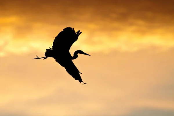 Garza Gris Volando Cielo Del Atardecer Ardea Cinerea —  Fotos de Stock