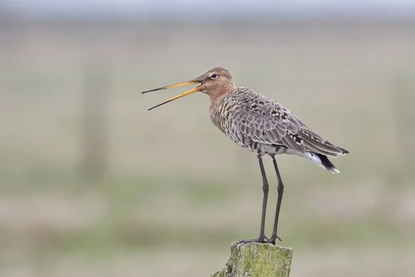 Fekete Farkú Goda Limosa Limosa Állva Egy Faoszlop — Stock Fotó