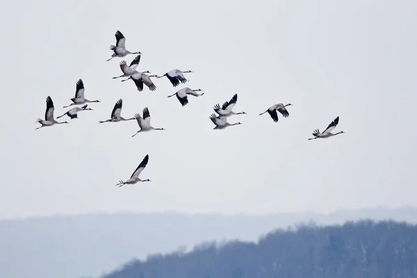 flying Cranes birds in sky, Grus grus