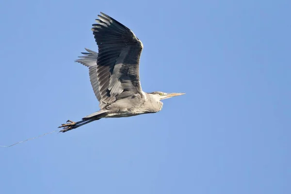 Vliegen Blauwe Hemel Reiger Vogel Ardea Cinerea — Stockfoto