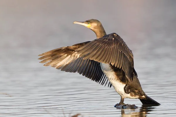 Aalscholver Zwarte Aalscholver Vogel Phalacrocorax Carbo Met Uitgestrekte Vleugels — Stockfoto