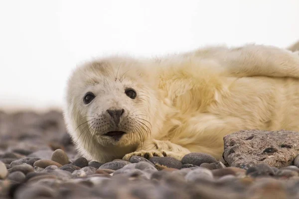 Grey Seal Halichoerus Grypus Pup Helgoland Holstein Almanya Avrupa — Stok fotoğraf