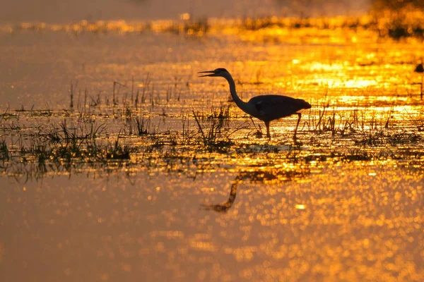 Puesta Sol Lago Garza Gris Ardea Cinerea Retroiluminado Por Puesta — Foto de Stock