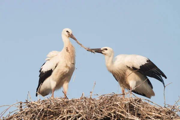 Zwei Weiße Störche Nest Ciconia Ciconia — Stockfoto