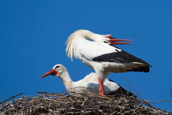 Deux Cigognes Blanches Dans Nid Ciconia Ciconia — Photo