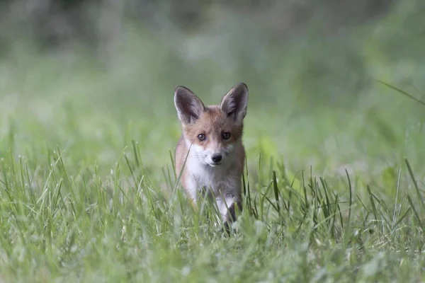 Raposa Vermelha Vulpes Vulpes Filhote Cachorro Grama Verde — Fotografia de Stock