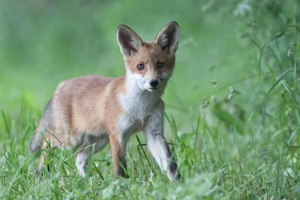 Рыжая Лиса Vulpes Vulpes Щенок Зеленой Траве — стоковое фото