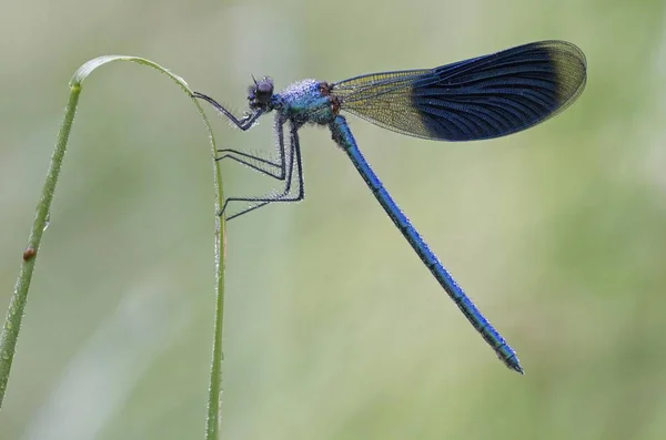 Ανδρική Demoiselle Κλιμακωτά Calopteryx Splendens Σχετικά Μια Λεπίδα Της Χλόης — Φωτογραφία Αρχείου