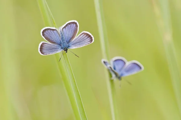 Papillons Bleus Communs Polyommatus Icarus Deux Papillons Perchés Sur Des — Photo