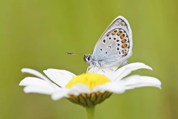 Papillon Bleu Commun Polyommatus Icarus Perché Sur Marguerite Des Fleurs — Photo