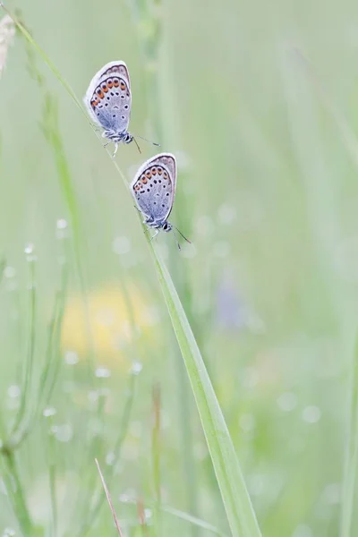 Papillons Bleus Communs Polyommatus Icarus Deux Papillons Perchés Sur Brin — Photo