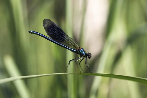 Bella Demoiselle Libellula Seduta Sulla Pianta Contro Sfondo Sfocato — Foto Stock