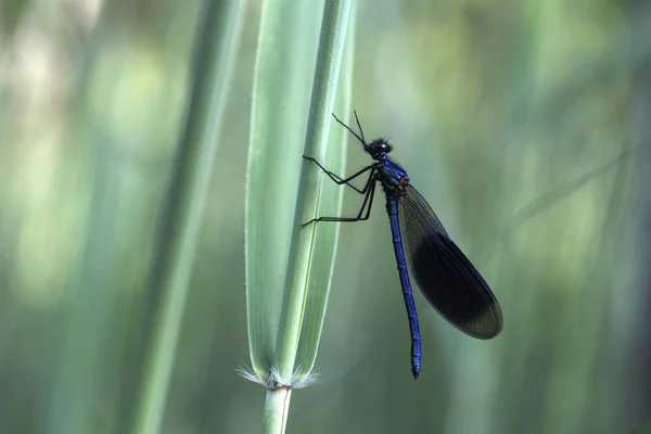 Beautiful Demoiselle Dragonfly Sitting Plant Blurred Background — Stock Photo, Image