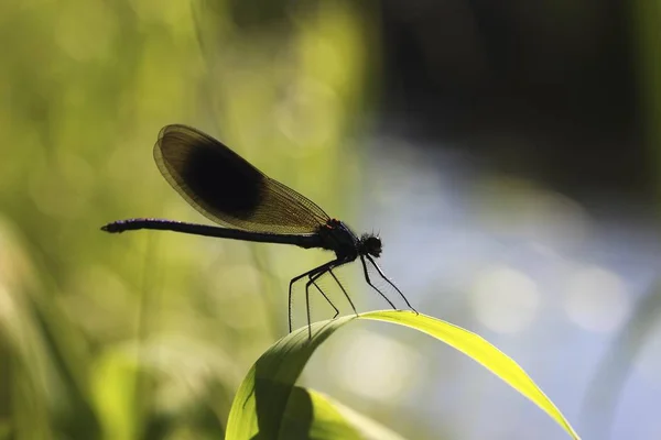 Piękne Demoiselle Dragonfly Siedzi Rośliny Niewyraźne Tło — Zdjęcie stockowe