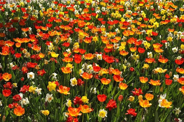 Cama Flores Coloridas Com Tulipas Narcisos — Fotografia de Stock