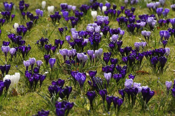 Closeup View Flowering Crocuses Lawn — Stock Photo, Image