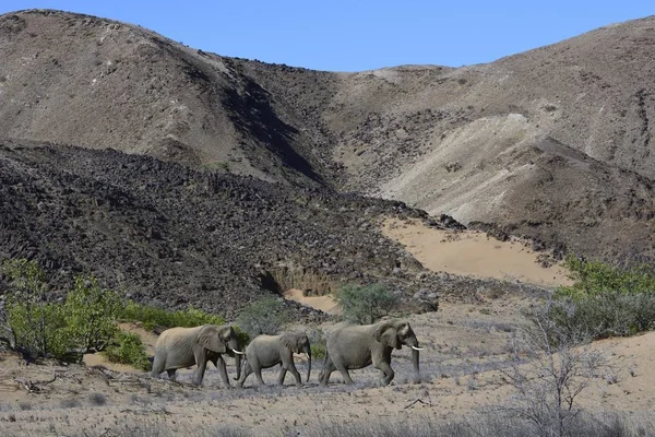 Γραφική Θέα Μαγευτική Αφρικανικοί Ελέφαντες Damaraland Kunene Περιοχή Ναμίμπια Αφρική — Φωτογραφία Αρχείου