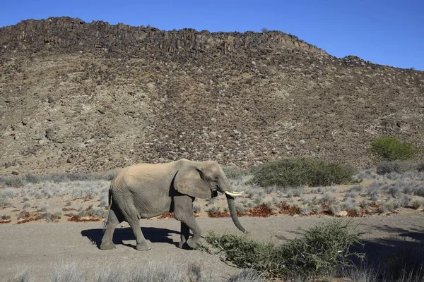 Vista Panorâmica Majestoso Elefante Africano Damaraland Região Kunene Namíbia África — Fotografia de Stock