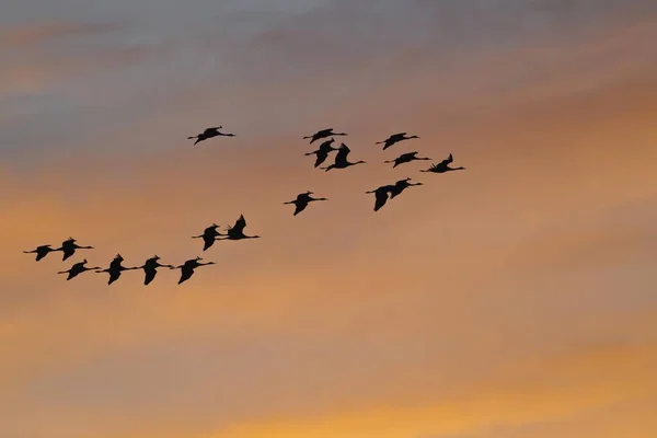 Grus Grus Nebo Euroasijských Jeřáby Letu Západu Slunce — Stock fotografie