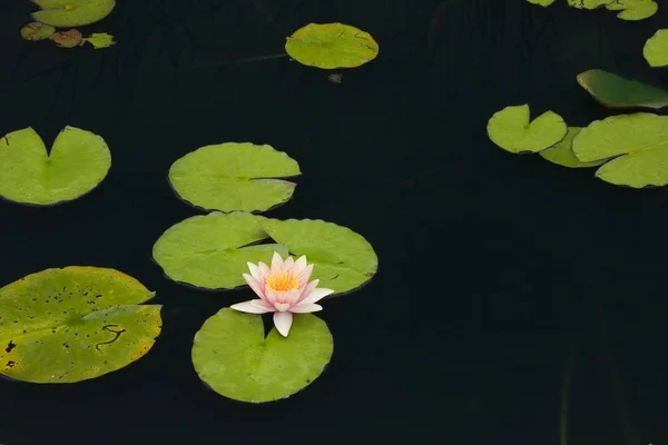 Pembe Sarı Nilüfer Çiçek Nymphaea Gölet — Stok fotoğraf