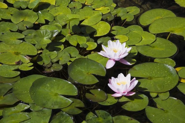 Två Vita Och Rosa Näckrosor Nymphaea Dammen Vatten — Stockfoto