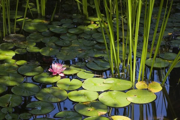 Pink Yellow Water Lily Nymphaea Surface Pond Quebec Province Canada — Stock Photo, Image