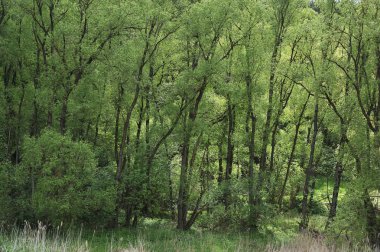 Black Alders trees with spring foliage, Beerbach, Franconia, Bavaria, Germany, Europe clipart