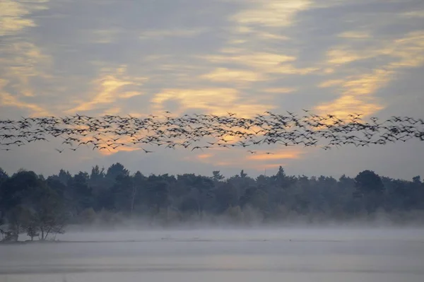Stado Ptaków Przelatujących Nad Mokradeł Rano Burgsittensen Saksonia Niemcy Europa — Zdjęcie stockowe