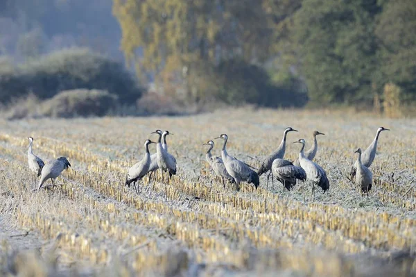 Cranes foraging in a corn field in the morning