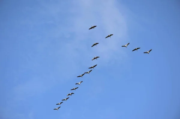 Γερανοί Που Πετούν Σχηματισμό Χαμηλή Γωνία Θέα — Φωτογραφία Αρχείου