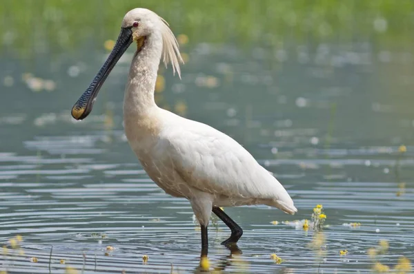 Eurasiska Skedstork Eller Gemensamma Skedstork Födosök För Mat — Stockfoto