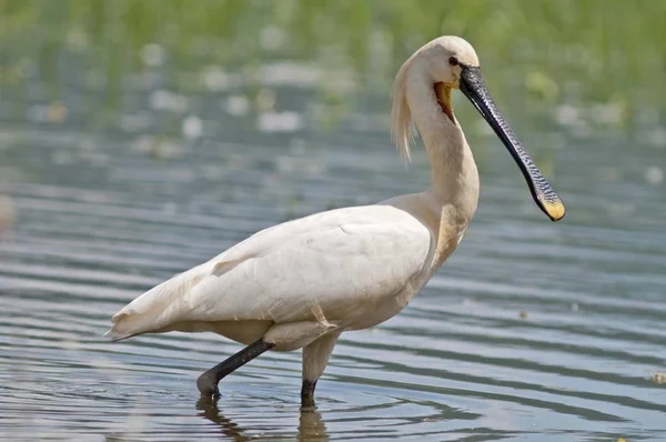 Eurasiska Skedstork Eller Gemensamma Skedstork Födosök För Mat — Stockfoto