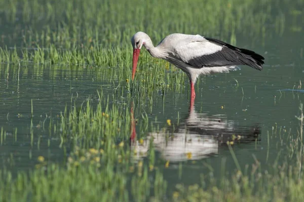 Cigogne Blanche Cherchant Nourriture Dans Les Marais — Photo