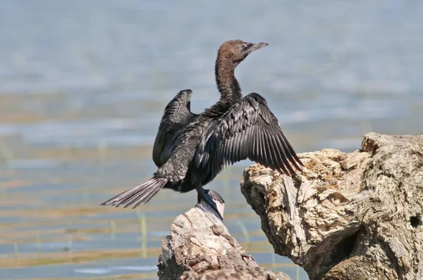 Kormoran Suszenia Jego Pióra Skałach — Zdjęcie stockowe