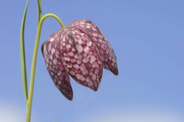 Φίδι Κεφάλι Fritillary Λουλούδι Τουλίπα Fritillaria Μελεαγρίς Μωβ Γέρνοντας Τουλίπα — Φωτογραφία Αρχείου