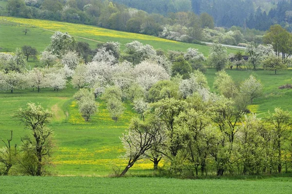 Grüne Landschaft Mit Blühenden Kirschbäumen Weienohe Schweiz Franken Bayern Deutschland — Stockfoto