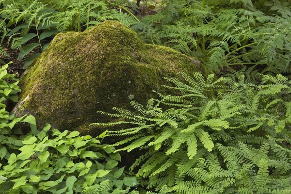 Green Lichen Moss Covered Rock — Stock Photo, Image